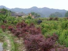 AG8�콢����(�й�)������ҳ